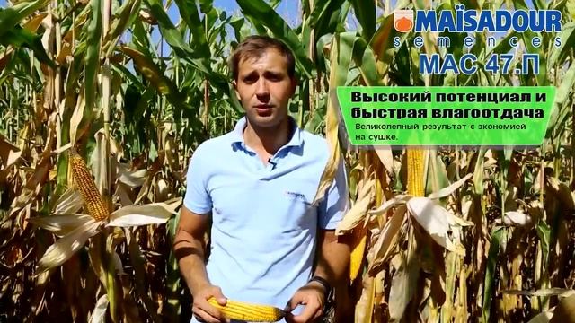 Гибрид кукурузы MAС 47.П - высокий потенциал урожайности для вашего хозяйства! смотреть онлайн