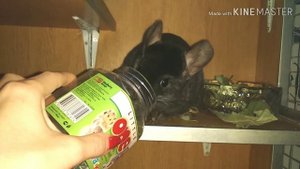 Режим дня у шиншилл. Шиншилла ночной зверёк.