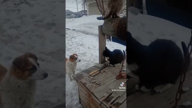 прошлое видео почему то удалилось вот тогда вот это пусть будет