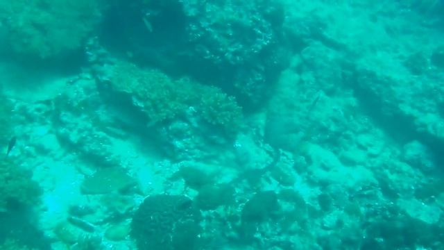 Тайланд, Пхи-Пхи, погружение с морской змеей. смотреть онлайн