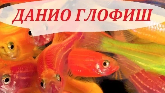 ДАНИО ГЛОФИШ. Содержание, разведение, совместимость и чем кормить.