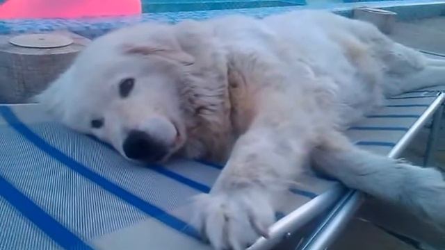 Beta's Summer Dreams