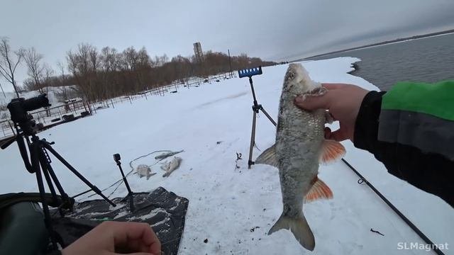 СДУРЕТЬ...РЕКА ВЫДАЁТ КРУПНЯК на ПОПЛАВОК! Весенняя рыбалка на карася 2021