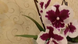 Первое цветение азиатских орхидеи Lioulin R Lip 1274 и Fusheng  Black Peacock Sogo.