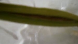 Фаленопсис.КАК УЗНАТЬ ЧТО СЕМЕННАЯ КОРОБОЧКА СОЗРЕЛА? ч 2(заключительная)