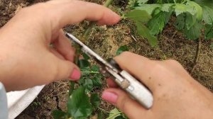 Черенкование роз в октябре/ размножение без ухода!