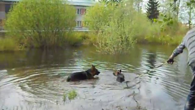 Дара и Шарбан шаурма(Шарик) монастырские немецкие овчарки. смотреть онлайн