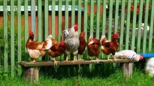 Хорошо иметь домик в деревне.Песня о деревне!