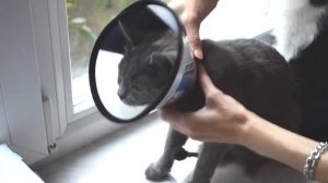 Защитный воротник для кошек Trixie