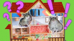 Картонный дом для хомяков с препятствиями / Hamster maze / Агата класс