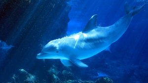 Голоса дельфинов БЕЗ МУЗЫКИ и шум морского прибоя, dolphin sounds (NO MUSIC)
