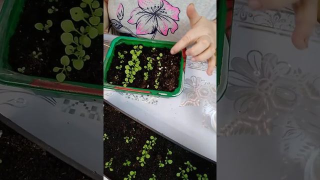 Мои петуньки смотреть онлайн