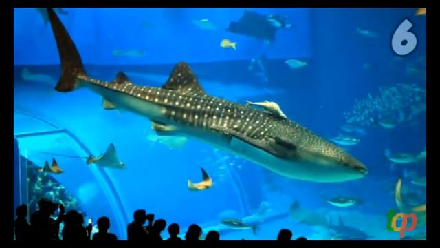 10 самых больших животных в мире о которых вы не догадывались смотреть онлайн