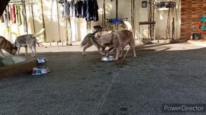 SIBERIAN HUSKY (MATING)