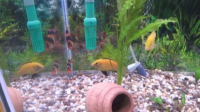 Барбус суматранский. Содержание, уход и совместимость в аквариуме. смотреть онлайн