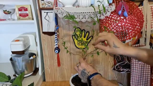 Бонсай из граната сплетенный косичкой смотреть онлайн