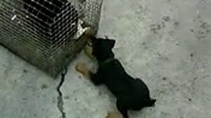 притравка щенка ягдтерьера