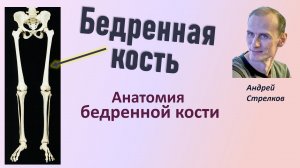 Бедренная кость. Анатомия бедренной кости на русском и латинском языке