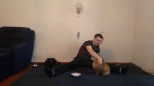 ШПИЦ ПОМЕРАНСКИЙ | ПОТЕРПЕВШАЯ ПОСЛЕ ДРАКИ | НА ШПИЦА НАПАЛА НЕМЕЦКАЯ ОВЧАРКА