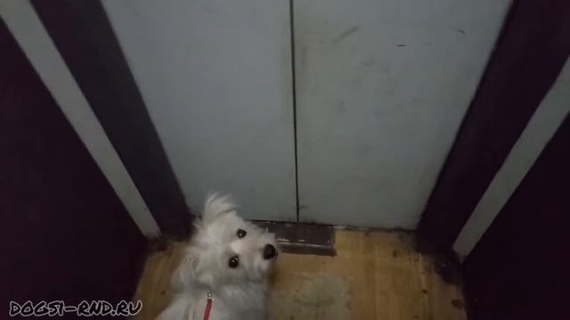 Dog door jumping, или как БЫСТРО открыть любую дверь. Проверенный способ от Эльзы. 24.02.2021