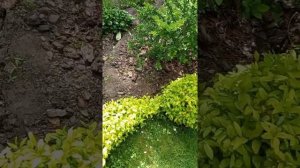 Стрижка декоративно цветущих кустарников.#ландшафтныйдизайн #стрижкакустарников