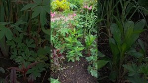 ? Дицентра великолепная или разбитое сердце. Многолетники с необычными цветами ?