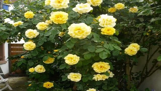 Роза Голден Шауэрс (Golden Showers) — характеристики клаймбера смотреть онлайн