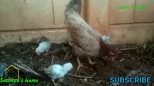 How to identify male/female chicks easily കോഴിക്കുഞ്ഞുങ്ങളിൽ male/female തിരിച്ചറിയാൻ എന്തെളുപ്പം |