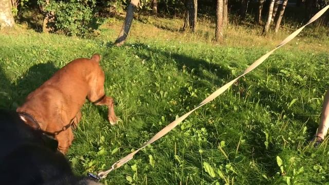 Закладка в лесу смотреть онлайн