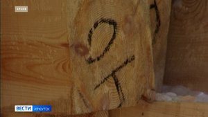 Объем нелегальных вырубок в Иркутской области за последние пять лет сократился более чем в 15 раз