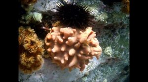 Чудеса под водой. Странные морские животные живущие в Японском море.