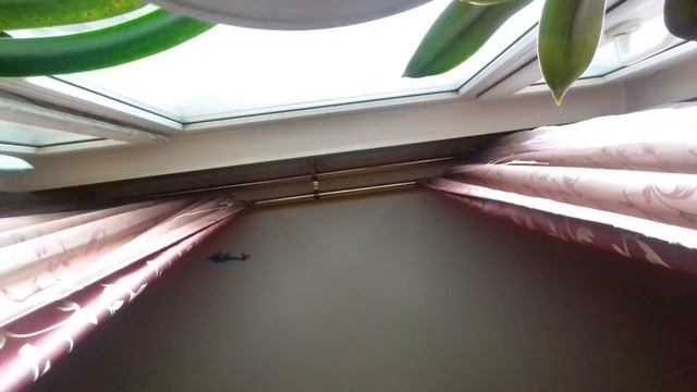 Лизун липучка дельфин 🐋🐟😕 смотреть онлайн