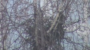 сороки возводят гнездо ч 3 , magpie nest erected Part 3