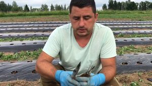 Как сажать рассаду клубники