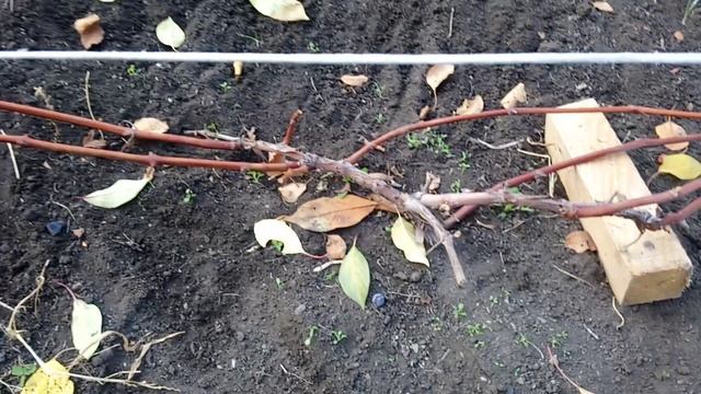 Укрытие винограда на зиму.Южный Урал. смотреть онлайн