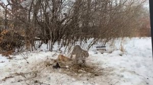 Рысь попала в KAПKAH Только гляньте кто пришёл ЗВЕРЮ на помощь! Невероятно!