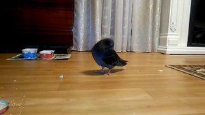 Голубь дома ☆20180223