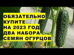 Обязательно купите на 2023 год два набора семян огурцов