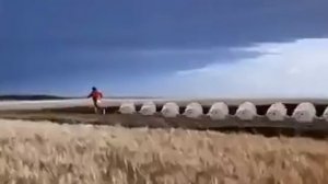 тюлени прыгают прикол