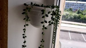 Крестовник роули, геррейна. Зелёные бусы. 07.07.2022.