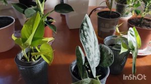 Ураааа посылка пришла! Сциндапсус Пиктус Треби,Неон,филодендрон Бразил....24.10.23