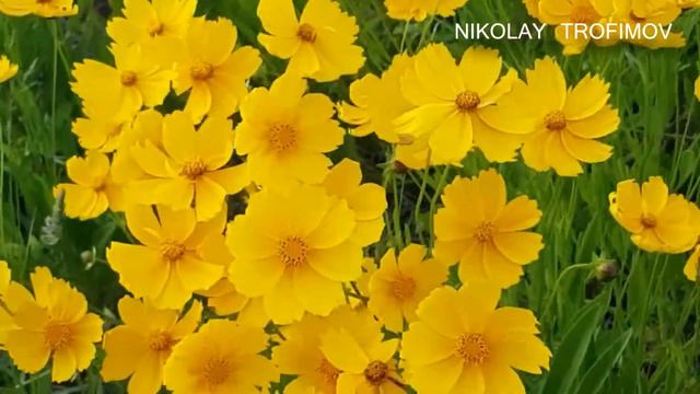 ГУЛЯТЬ ПО ВОДЕ. Cover by Nikolay Trofimov.Гитара(acoustic guitar covers).
