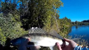 Вечерний джиг на реке Урал