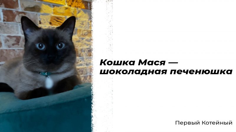 Кошка Мася — шоколадная печенюшка ?