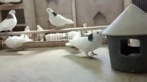 Ижевские высоколётные Раиля 18 янв.2020