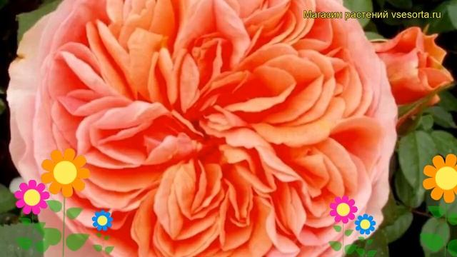 Роза кустовая Дучес оф Корнуолл. Краткий обзор, описание характеристик Duchess of Cornwall смотреть онлайн