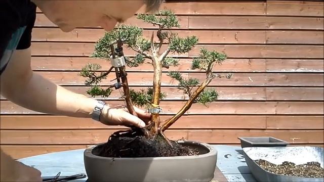 Juniperus Chinensis three trunk bonsai 2 смотреть онлайн