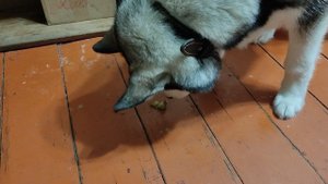 Огурчики для хаски Хаа!