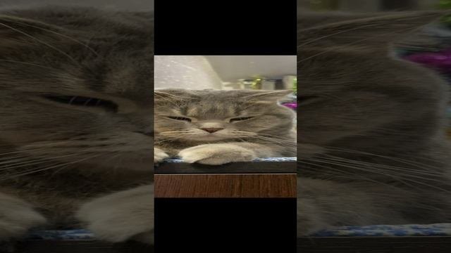 Пуша отдыхает / Pusha is resting