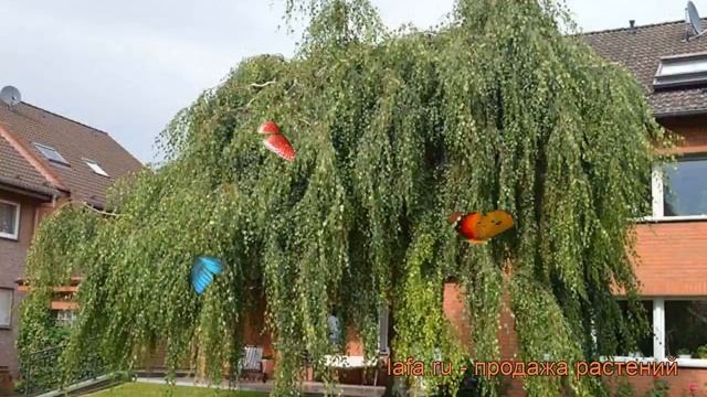 Береза повислая Тристис (betula pendula) ? Тристис обзор: как сажать, крупномеры березы Тристис